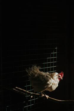 White Chicken in Cage