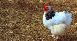 White Chicken in Farm