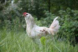 White Chicken on Green Grass
