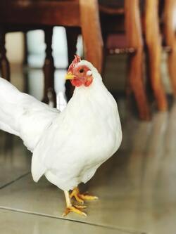 White Chicken Standing Inside Home