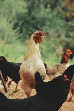 White Chicken Standing Photo