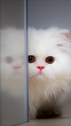 White Cute Filmy Cat