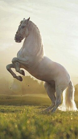 White Cute Horse
