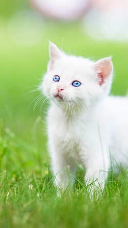 White Cute Kitten on Grass