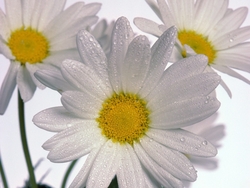 White Daisy Image
