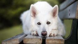 White Dog Lying in Wood HD Wallpaper