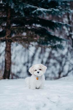White Dog on the Snow Photo