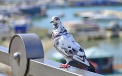White Dove Bird on Terrace