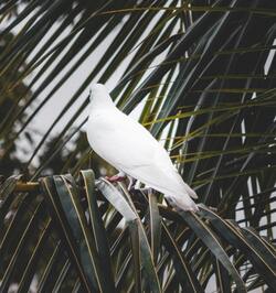 White Dove Bird on Tree