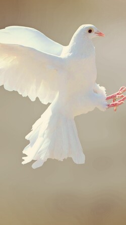 White Dove Bird