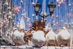 White Dove Birds Ultra HD Pics