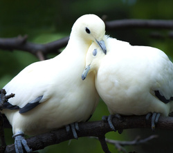 White Dove Couple Bird Love