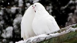 White Dove Kissing Image