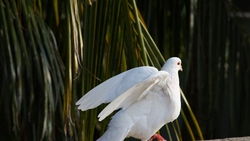 White Dove on Tree