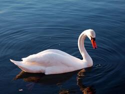 White Duck in River