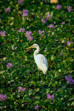 White Eastern Great Egret Bird Mobile Photo