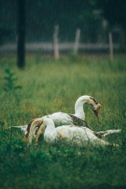 White Elder Swan on Green Grass