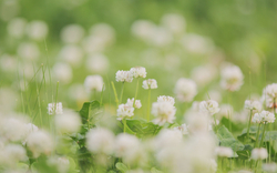 White Flower Bokeh Background Image