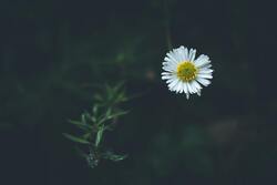 White Flower Portrait HD Pic