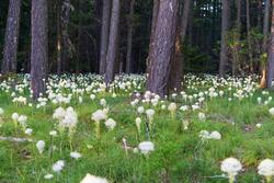 White Flowers And Green Land