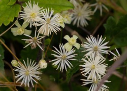 White Flowers on Tree