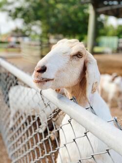 White Goat Leaning on Fence