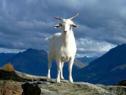 White Goat on Mountain