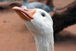 White Goose Look Photography