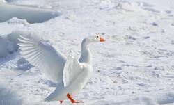 White Goose on Snow Covered Ground at Daytime