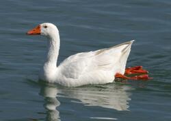 White Goose Swim in Water