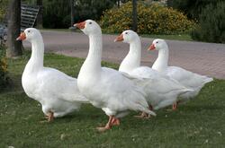 White Group of Goose Image