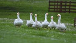 White Group of Goose Walking on Grass