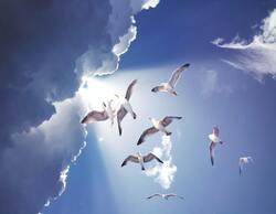 White Gull Birds Flying Ultra HD Photo