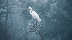 White Heron Bird on Tree Branch