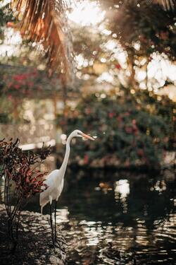 White Heron Near Water