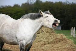 White Horse Close Up 4K Photography