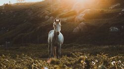 White Horse in Sunset