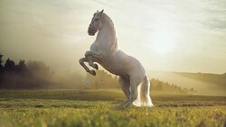 White Horse Jumping on Grass