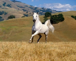 White Horse Running Wallpaper