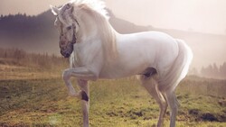 White Horse Standing in Sunset