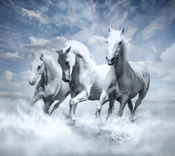 White Horses Beautiful Wallpaper