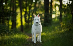 White Husky Dog Standing in Forest