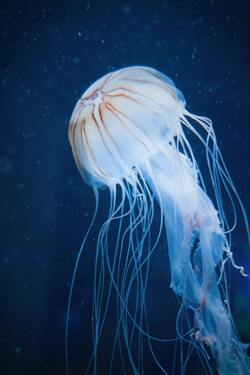 White Jellyfish in Night Photo