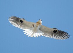White Kite Flying in Sky Pics