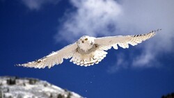 White Kite in Sky