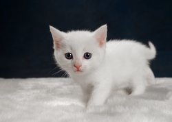 White Kitten on Floor