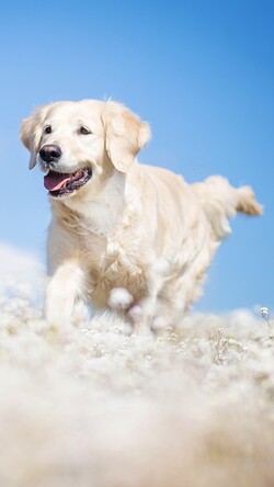 White Labrador Image