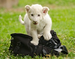 White Lion Cub Playing With Camera