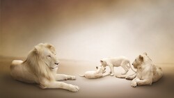 White Lion Family Desktop Background Wallpaper