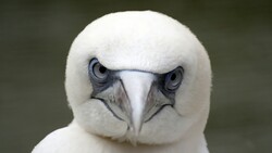 White Owl Bird Baby Photography